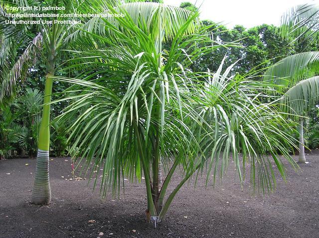 معرفی و راهنمای پرورش درختان میوه - درخت زندگی